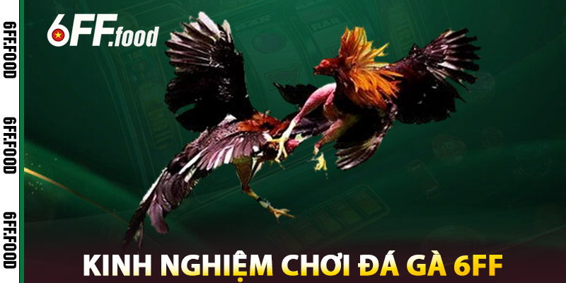 Kinh Nghiệm Chơi Đá Gà 6FF